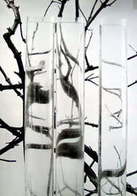 cinetics   nature, 1971,<br>foto schuhmacher