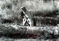 tree performance ibiza, 1974
