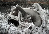 tree performance ibiza, 1974